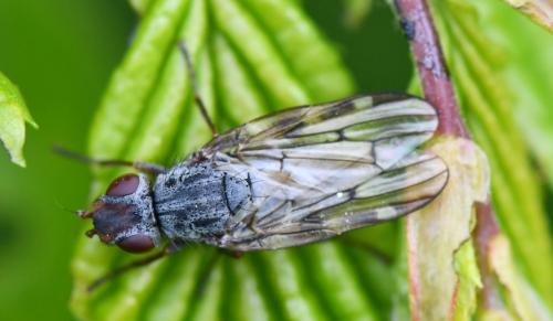 Otites nebulosa